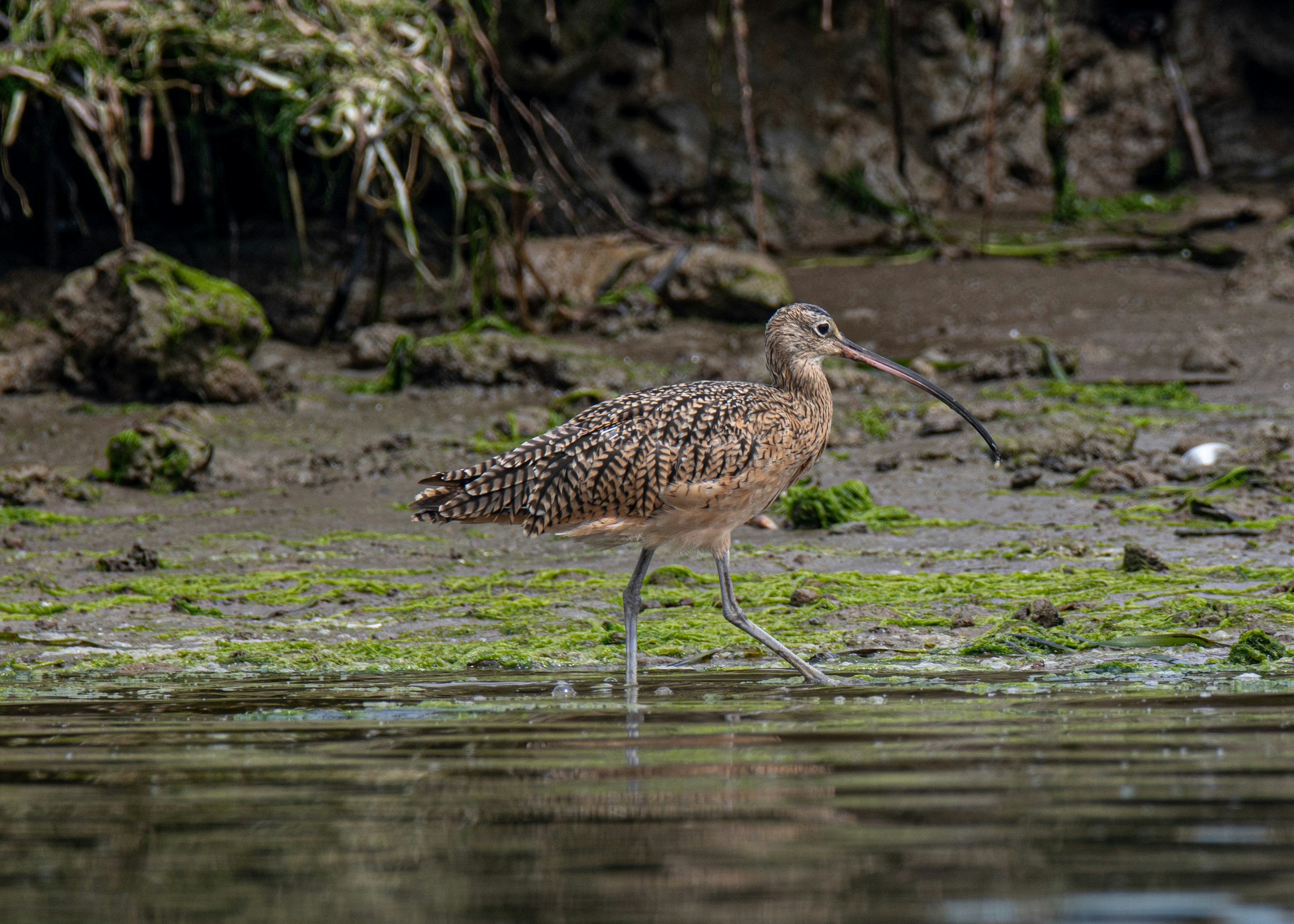 brown bird on water during daytime